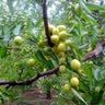 尔澜4cm嫁接冬枣树苗甜度大果树苗庭院阳台露天种植水果苗木源头直发 实拍图