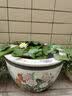 庞贸睡莲根块水培植物四季水养荷花水莲花盆栽花卉水池塘大睡莲带花苞 精品大睡莲-黄芙蓉（4棵装）+送2营养液 晒单实拍图