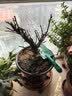 花竹恋绿梅盆景树桩盆栽浓香耐寒绿萼梅花苗阳台庭院花卉植物室内外四季 绿梅8年树桩(盆景型) 不含盆 实拍图