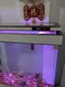 森森（SUNSUN）大型鱼缸底过滤水族箱客厅家用落地玻璃生态金鱼缸 超白款升级底滤 0.8米长35cm宽（黑白灰可选） 实拍图