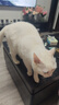 顽皮小金盾猫粮100%鲜肉全价成猫冻干猫粮1.8kg*4鸭肉配 三重呵护肠胃 实拍图