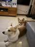 威尔逊馋嘴狗粮柯基犬专用狗粮中小型犬狗粮牛肉味天然粮 【2.0升级】鸡肉冻干果蔬系列 成犬30斤 实拍图