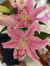 AB级香水百合花鲜花云南产地直发玫瑰康乃馨向日葵插花花束10 高品质【AB级随机色】百合花6朵+保鲜剂 实拍图