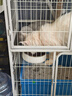 玫斯猫粮（metz）幼猫/成猫猫粮猫全猫粮奶糕英短美短全价美毛 pro系列升级款 全猫粮 (10KG) 实拍图