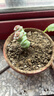 【亏本冲量】多肉植物盆栽新手套餐迷你绿植 2头钱串1颗 实拍图