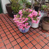 北蔬养花种菜专用土通用型园艺绿植花卉盆栽基质 轻质花土营养土15L 实拍图