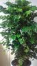 芙洛拉花园【2小时达】发财树绿萝金钱树散尾葵天堂鸟大型绿植室内开业乔迁 幸福树 实拍图