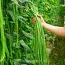ldeal理想农业 豇豆种子长豆角缸豆蔬菜菜籽长豆角糯米豇豆角种子大全 实拍图