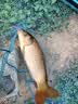 中逵小师达轻量大物竿7.2米鲢鳙钓鱼竿手竿28碳纤维超轻硬黑坑台钓竿 8.1m 1代 5H硬度 重量335g 可钓10-40斤 实拍图