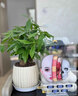 花翁大盆三杆发财树绿植盆栽招财植物办公室内开业盆景金钱树源头直发 实拍图