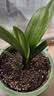 大盆君子兰盆栽名贵国宝级花卉苗绿植物圆头和尚室内客厅四季好养 【主推款】君子兰7-9片叶子+带土 送肥料 实拍图