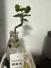临雅水培圆叶福禄桐钱多多盆栽植物客厅桌面水养绿植水滴瓶源头直发 实拍图