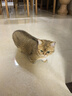 KONOKO猫砂盆除臭珠去猫咪屎臭味尿骚味猫厕所杀菌除臭剂猫砂伴侣450ml 实拍图