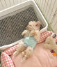瓦媞纯种韩系马尔泰幼犬小体香槟泰迪熊犬  短嘴颜值高  高品质宠物狗 黄色/金色 2026-04-03 静静 宠物级 韩系精品甜美 公 实拍图