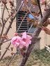 丝飘无芯卷纸加厚5层800克10卷厕纸便携小卷柔韧卫生纸软卷纸 实拍图