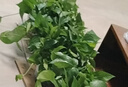 双盟绿萝盆栽除甲醛绿植办公室新房净化空气180自吸水16盆装源头直发 实拍图