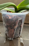 德沃多控根透明花盆16(含托)*3个园艺绿植盆栽种植盆花卉种菜多肉塑料盆 实拍图