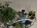 安尔雅花架阳台落地式可移动花架子客厅植物置物架铁艺多层多肉花盆架 实拍图