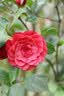 佳能（Canon）RF100mm F2.8 L MACRO IS USM 远摄微距镜头 大光圈定焦 微单镜头 滤镜防护套装 实拍图