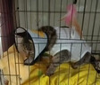 奥莉特猫砂豆腐猫砂除臭低尘可冲厕混合猫砂大袋囤货装猫咪用品 【升级版】奶香豆腐猫砂 20斤 实拍图
