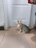 BNBNO猫咪悠悠球猫玩具自动逗猫棒自嗨解闷神器小猫消耗体力用品 实拍图