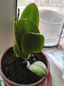年宵花春节蝴蝶兰盆栽绿植花卉年货装饰过年四季开花大苗好养易活 【主图款】---【包开花】送营养液2包 带1支花剑 实拍图