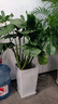 叹为观止大型植物发财树各种大颗盆栽开业乔迁客厅办公室内好养大型花卉 龟背竹【1-1.2米】 含盆 实拍图