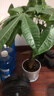叹为观止大型植物发财树各种大颗盆栽开业乔迁客厅办公室内好养大型花卉 辫子发财树【50-60厘米】 含盆 实拍图