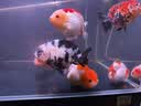 YEE高锰酸钾1L鱼缸消毒水杀菌溶液粉末乌龟水族兽用鱼池鱼塘净水剂 实拍图
