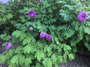 百丽小泡芙厚底增高小白鞋女夏季轻盈运动休闲板鞋B1831BM4 星光银 37 实拍图