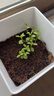 IAM City Farmer薰衣草DIY趣味种植盆栽多年生花卉种植办公室陪伴盆栽植物10089 实拍图