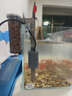 森森（SUNSUN）鱼缸过滤器壁挂式外置过滤泵水族箱过滤器HBL HBL-302 3W 实拍图