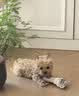 瓦媞纯种韩系马尔泰幼犬小体香槟泰迪熊犬  短嘴颜值高  高品质宠物狗 黄色/金色 2026-04-03 静静 宠物级 韩系精品甜美 公 实拍图