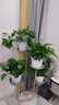 双盟绿萝盆栽除甲醛花卉绿植办公室新房净化空气180白竖纹4盆源头直发 实拍图