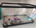 阔庭鱼缸懒人鱼缸家用客厅办公室金鱼缸过滤鱼缸黑色款 实拍图