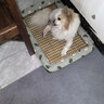 licheers猫狗窝凉席小型犬宠物猫咪睡垫夏季床垫泰迪中大型犬狗垫子 L号 实拍图