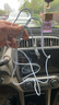 艾昊者适用苹果数据线iPhone14/13/12/11promax/6s/7/8plus液态软胶充电线带灯手机通用快充 自带柔和灯【蓝色】液态防断耐用线材 2米 实拍图