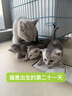 南极人（Nanjiren）女士内裤女精梳棉柔软舒适透气无痕中腰抑菌底裆三角短裤头6条装 【音乐猫】 6条 L 【建议100-120斤】 实拍图