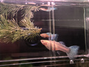 疯狂水草孔雀鱼活体水族宠物观赏鱼冷水耐活小型热带鱼淡水鱼苗 【4CM左右】临产孔雀鱼E 共8条 实拍图