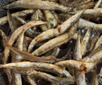 赶海弟【潍坊产地】面条鱼干500g熟晒玉筋小银鱼干货海鲜  源头直发包邮 实拍图
