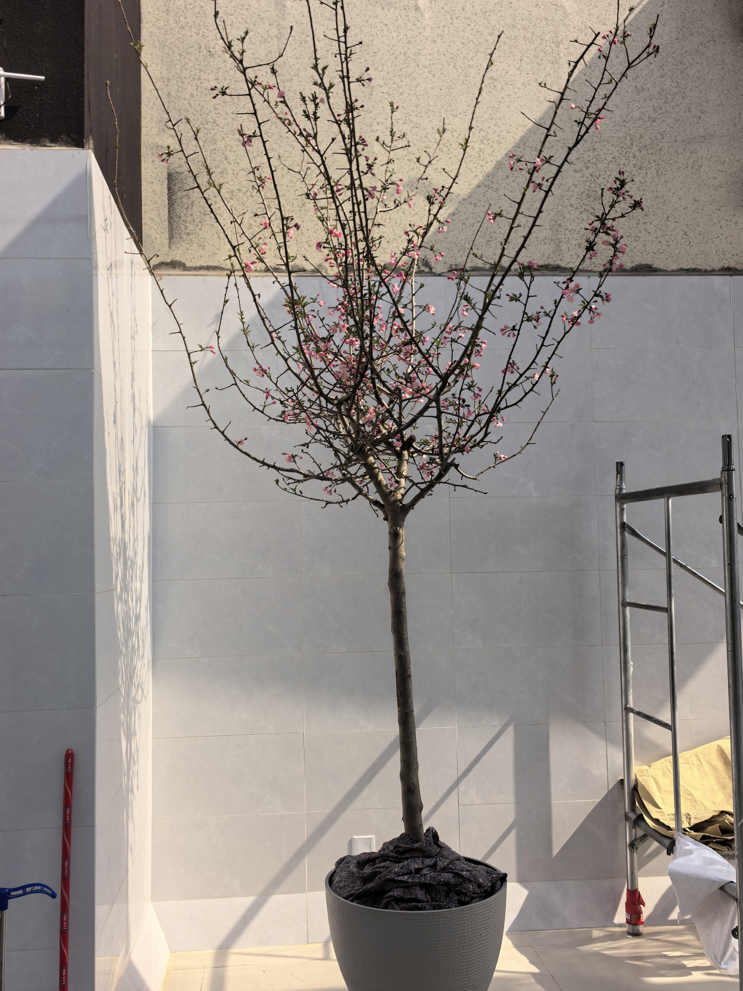 德沃多植物营养土30L花肥料种菜土壤多肉土养花土盆栽种植土有机基质土 实拍图