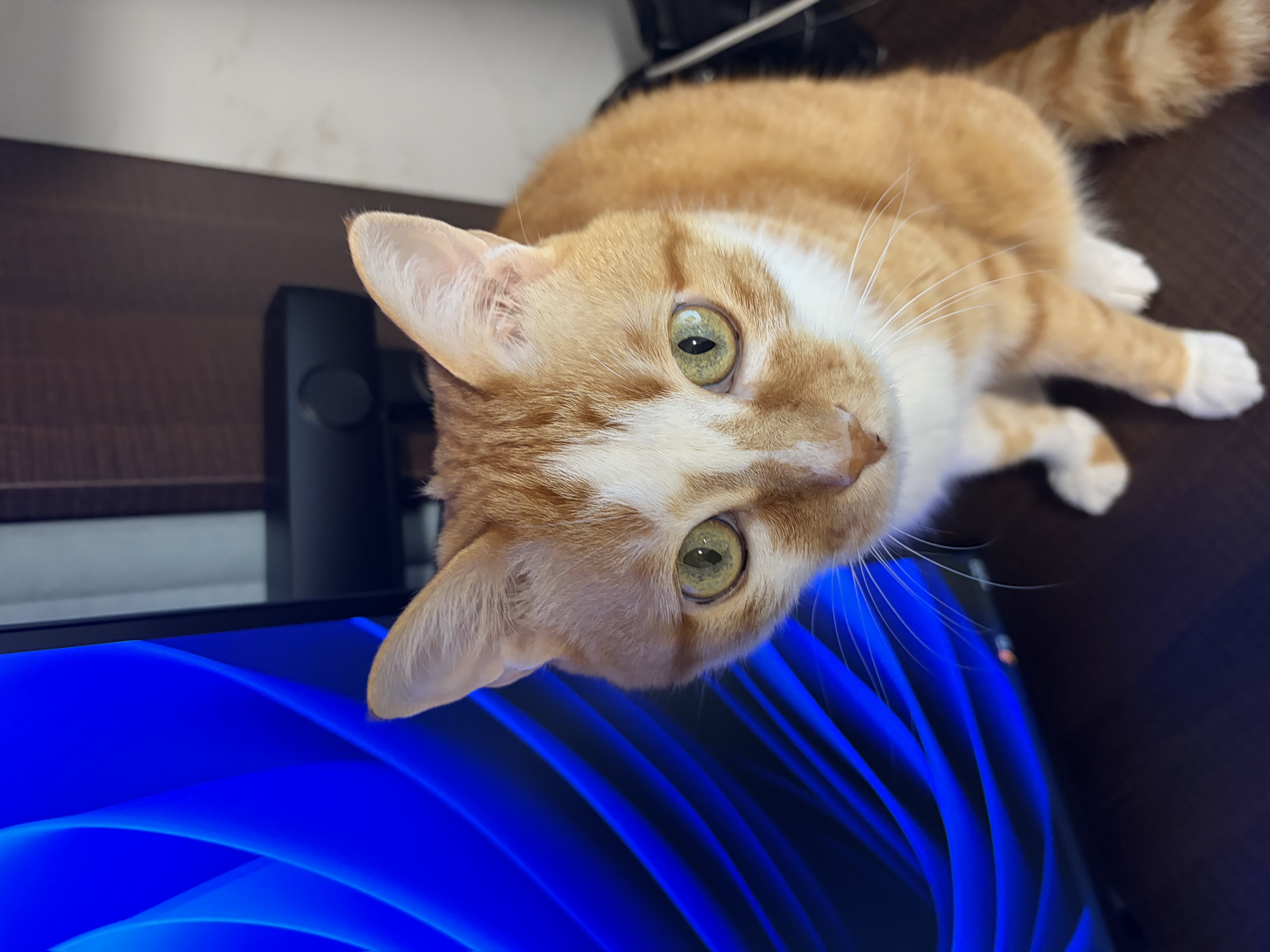疯狂的主人剑麻猫抓板猫窝猫咪玩具猫爪板耐磨不掉屑耐抓麻绳一体猫咪用品 实拍图