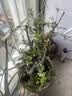 花翁海棠花盆栽树苗重瓣长寿冠盆景老桩庭院阳台绿植室内花卉源头直发 实拍图