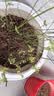 CHUANGSHIJI兔眼蓝莓苗北方南方种植果树苗盆栽地栽苗发货带土蓝梅苗 奥尼尔4年苗【当年结果苗】 40cm(含)-50cm(不含) 实拍图