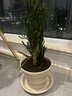 爱丽思（IRIS）特大号圆形花盆种树庭院超大加厚大盆景树木无花果蓝莓果树种植盆 8号米色 约4.9L (口径23.9cm) 实拍图