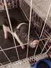 暮秋小主【猪猪侠同款】宠物小香猪活体幼崽家养纯种迷你猪活物可爱萌宠 泰国小香猪幼崽（母） 实拍图