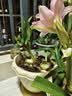 爱丽思（IRIS）花盆花瓶树脂复古浮雕波纹圆形多肉塑料阳台种植批发花盆 12号浅米色(口径36cm) 1个花盆 实拍图