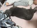 普安特次氯酸消毒液宠物猫咪狗狗除臭杀菌消毒喷雾猫砂去尿味消毒水喷剂 实拍图
