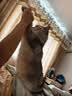 乐优派一次性猫砂盆特大号外出便携开放式防外溅临时猫厕所免清洗猫砂盆 实拍图