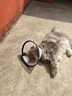 欢宠网伊丽莎白圈猫宠物狗猫咪狗狗绝育软项圈头套脖套防舔防咬脖圈幼猫 实拍图